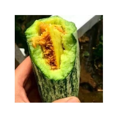 永壽羊角蜜甜瓜苗嫁接的,旬邑賣綠寶甜瓜苗育苗廠2023