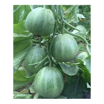 華陰賣甜瓜苗育苗廠,大荔育綠寶甜瓜嫁接苗2023