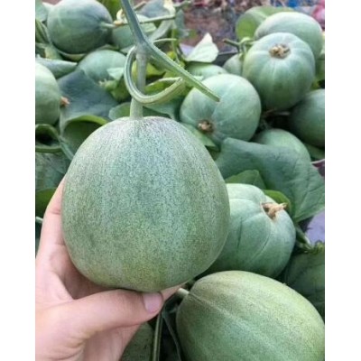 潼關薄皮綠寶甜瓜苗,澄城賣嫁接甜瓜苗育苗廠2023