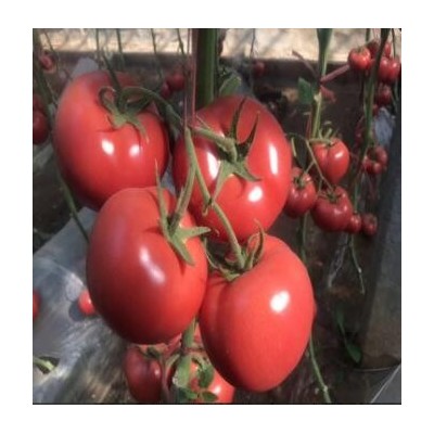 2023黔南露天种西红柿苗早熟,黔东南大红番茄苗耐热品种