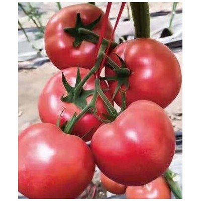 洛南育草莓番茄苗,旬阳卖口感西红柿苗育苗厂(2023更新)
