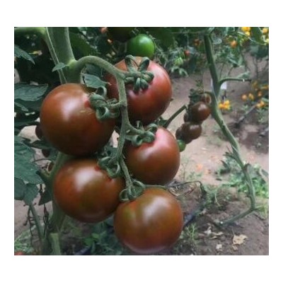 顺义育草莓番茄苗,通州卖口感西红柿苗育苗厂(2023更新)