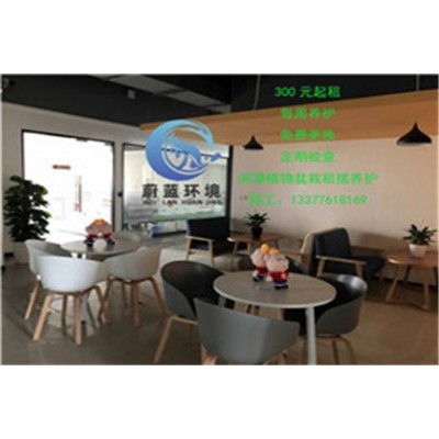 河源高新區酒店租擺養護報價 河源蔚藍環境綠化