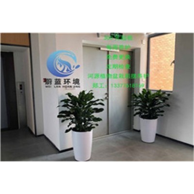 河源市區酒樓租擺養護價格 河源蔚藍環境綠化