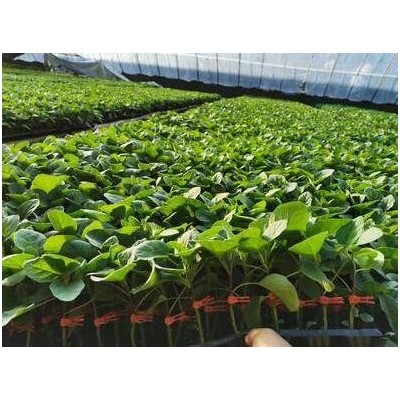 連云港青皮嫁接茄子苗\溧陽賣易成活長圓茄子苗(2023)