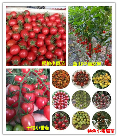 a小番茄_副本.jpg