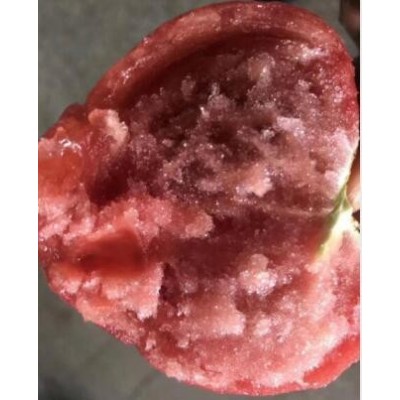 靈壽普羅旺斯西紅柿苗\行唐批發番茄苗育苗廠2024