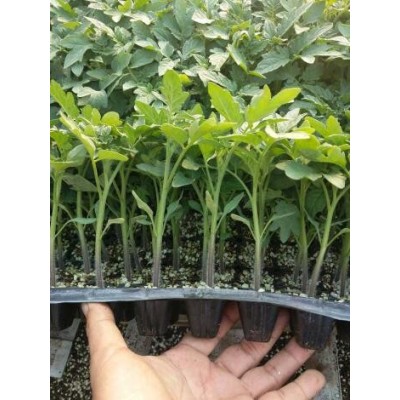 鹿泉口感沙瓤番茄苗\新樂育大果西紅柿苗廠家2024
