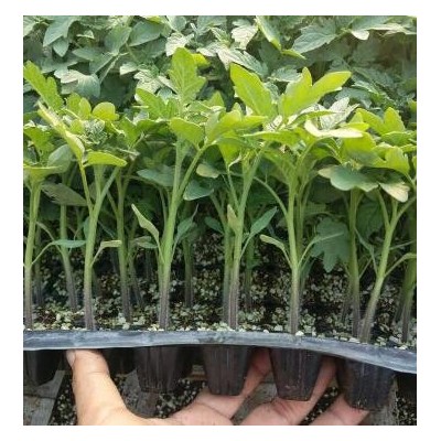 肥鄉普羅旺斯西紅柿苗\磁縣批發番茄苗育苗廠2024