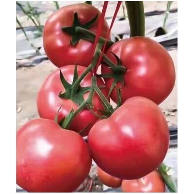 天门西红柿苗育苗厂家\大红口感番茄苗(2024)