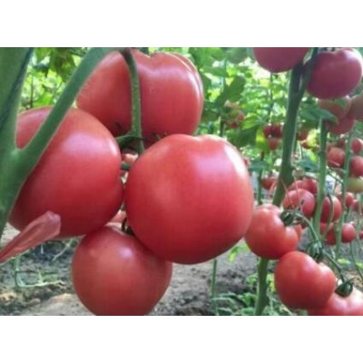 朔州西红柿育苗基地\晋城耐寒硬粉西红柿苗品种(2024)