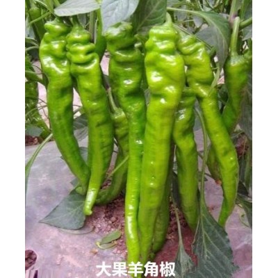 阿克苏果很大的螺丝椒苗品种\巴州专育辣椒种苗厂2023